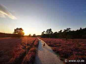 Hier soll die Heide am schönsten blühen - Cellesche Zeitung