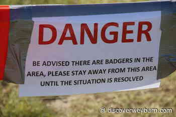 Part of Signal Hill Trail closed due to curious badger - DiscoverWeyburn.com