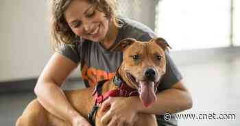 Best Pet Insurance Companies for August 2022     - CNET