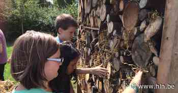 Lint heet bijen welkom: nieuwe initiatieven voor meer biodiversiteit - Het Laatste Nieuws