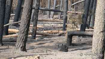THW beim Waldbrand: Naila und Kronach helfen in Sachsen - br.de