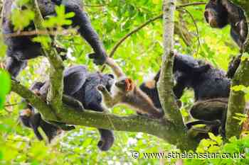 Chimpanzees produce 'hunting bark' to co-ordinate group members – study - St Helens Star