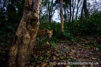 Tiger numbers surge in Nepal following 12-year conservation programme - St Helens Star