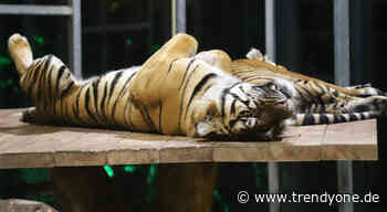 Dschungelnacht 2022 im Augsburger Zoo am 29. Juli 2022 - News Augsburg, Allgäu und Ulm - TRENDYone - das Lifestylemagazin