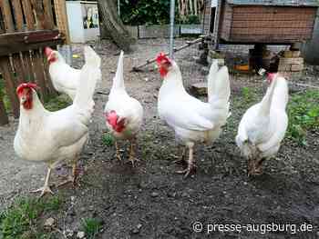 Bayern will Güllegeruch und Hahnenkrähen schützen | Presse Augsburg - Presse Augsburg