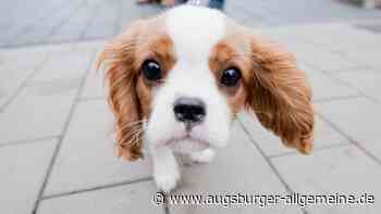Hundesteuer in Augsburg: Höhe, Betrag, Anmeldung, Formular - Augsburger Allgemeine