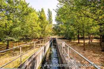 Siccità, acqua depurata dall'impianto di Bresso per innaffiare il Parco Nord - Il Gazzettino Metropolitano