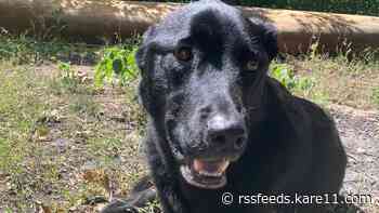 Luigi the dog defies the odds, returns home safe after 29 days