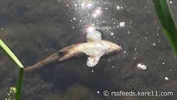 Fish kill in Minnesota river tops 2,500; state confirms deaths 'did not occur naturally'