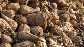 Workers at Moorhead sugar beet cooperative reject contract offer