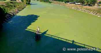 Sembra un prato, ma è il Canalbianco - La Voce di Rovigo - La Voce di Rovigo