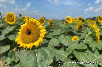 Check out these sunflower trails in Innisfil! - BarrieToday