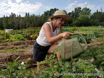 Looks like a bountiful season for Common Ground Garden Project - Red Deer Advocate