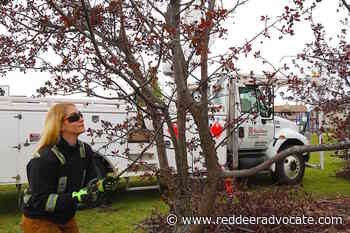 Red Deer-area trees welcome recent moisture, but many are now fighting blight - Red Deer Advocate