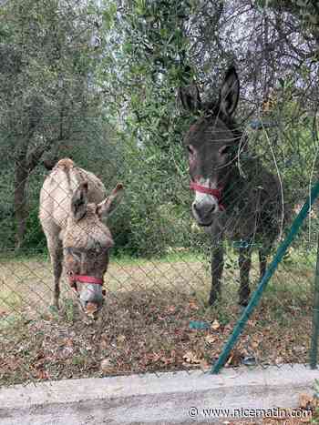 Mystérieux décès de deux ânes à Colomars - Nice matin