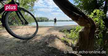 Ein Biber wurde jetzt in Trebur gesichtet - Echo Online