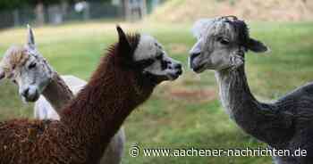 Ferien in Aachen: Zu Besuch bei Äffchen, Alpaka, Dromedar und Co.