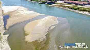 Siccità, pomodoro a rischio a Parma: "Senza acqua non cresce niente" - ParmaToday
