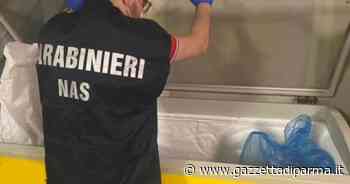 I Nas di Parma sequestrano carne e pesce mal conservati in una market-macelleria etnico a Reggio Emilia - Gazzetta di Parma
