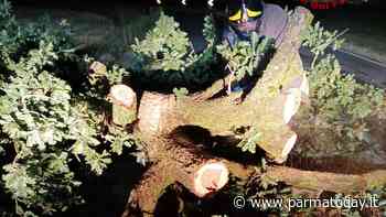 Vento forte e pioggia, danni a Parma e provincia: alberi in strada e allagamenti - ParmaToday