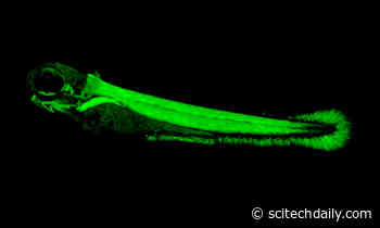 How Did Electric Eels Become Electric?