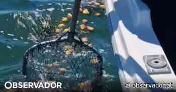 Pescadores apanharam pêras no rio Tejo; fruta "inundou" o areal de uma praia no Barreiro - Observador