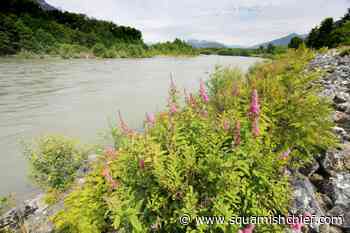 Here's why you need to stay clear of local river banks, Squamish - Squamish Chief