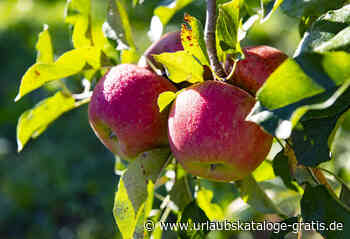 In Bad Feilnbach steht der Apfel wieder im Fokus | Bad Feilnbach, Chiemsee-Alpenland - Urlaubskataloge-gratis