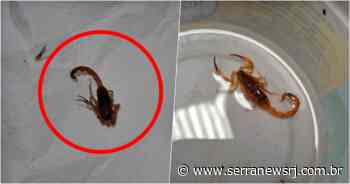 Aparição de escorpiões preocupa moradores de Cantagalo - Serra News