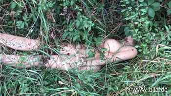 Spaziergänger machen Gruselfund in Ascheberg: „Leiche” ohne Kopf in Böschung - BILD