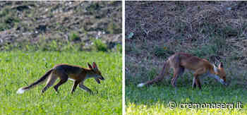 A Crema in campagna, ma non troppo sono tornate le volpi… - Cremona Sera