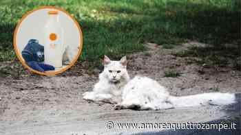 Crema solare per il gatto: serve davvero? Come proteggere il micio dal sole - www.amoreaquattrozampe.it