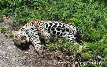Reportan cadáver de jaguar atropellado en Felipe Carrillo Puerto - El Punto Sobre la i