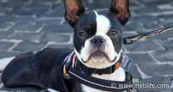 Cerchiamo la cagnolina Margot: ecco da dove è scomparsa - Rieti Life