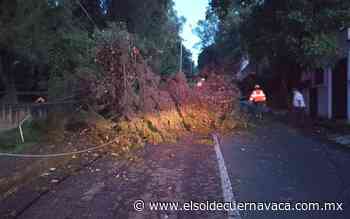 Temporada de lluvias: Más de 200 árboles caídos en Cuernavaca - El Sol de Cuernavaca