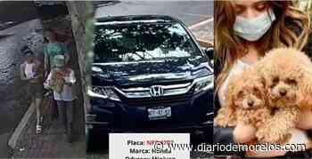 Captados en video presuntos ladrones de 2 perritas en Cuernavaca; ofrecen 50 mil pesos de recompensa por ellas - Diario de Morelos