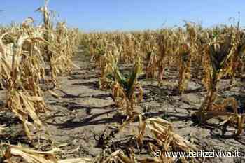 Coldiretti Puglia: «Per siccità a rischio 20mila aziende» - TerlizziViva