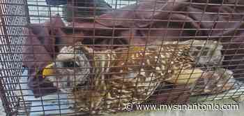 Austin Fire Department rescues owl trapped in a street light - mySA