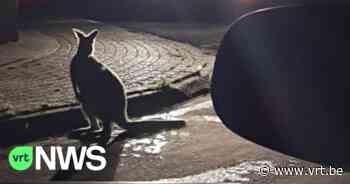 Politie heeft hele klus om wallaby te vangen in Kortenberg, tweede dier nog op de loop in Herent - VRT NWS