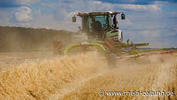 Trotz Trockenheit: Bauern in Cochem-Zell mit Ernte zufrieden - Rhein-Zeitung