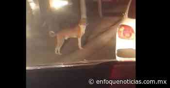 Adoptan a lomito durante semáforo en Ixtapaluca - Enfoque Noticias