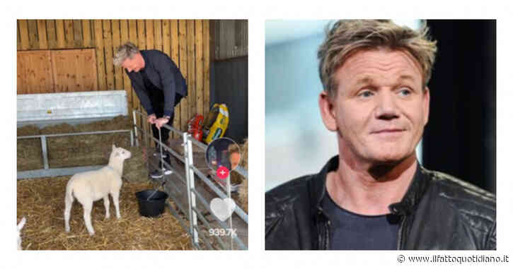 Gordon Ramsey: “Quale di voi agnellini scelgo per pranzo?”. Su TikTok commenti infuriati: “Hai perso la testa”