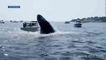 A huge humpback whale breached and hit a boat in Massachusetts