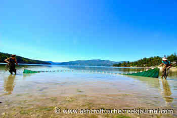 Study dives into microplastic movement in Vancouver Island marine food webs - Ashcroft Cache Creek Journal