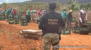 Operação Resgate liberta 337 trabalhadores em condições análogas à escravidão - Umuarama News