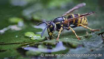 Wespen töten verboten: 65.000 Euro Bußgeld droht – mit einer Ausnahme