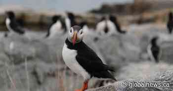 Newfoundland’s puffin rescue patrol paused as avian flu kills thousands of seabirds