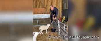 Gordon Ramsay choque les internautes dans une vidéo TikTok