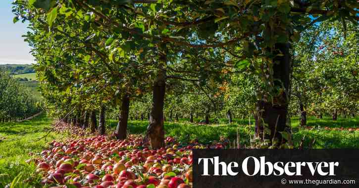 English craft cider producers demand the same protection as champagne