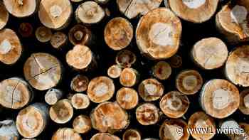 Holzunternehmen verklagt Brilon auf Schadensersatz - WDR Nachrichten